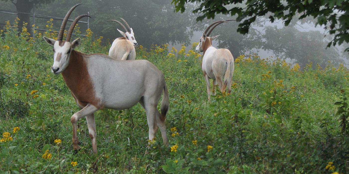Three oryx in a field of flowers
