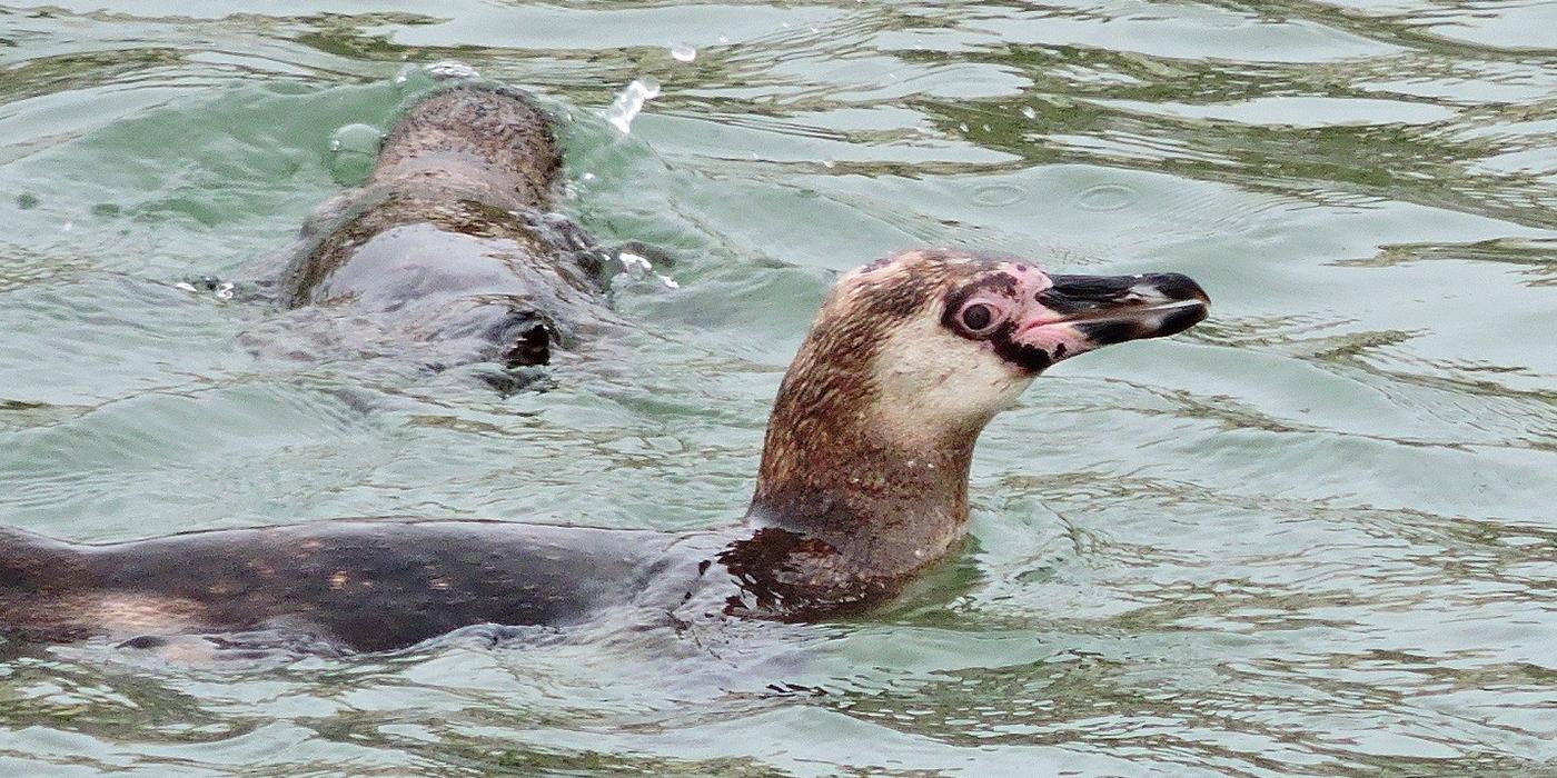 penguin swimming close-up