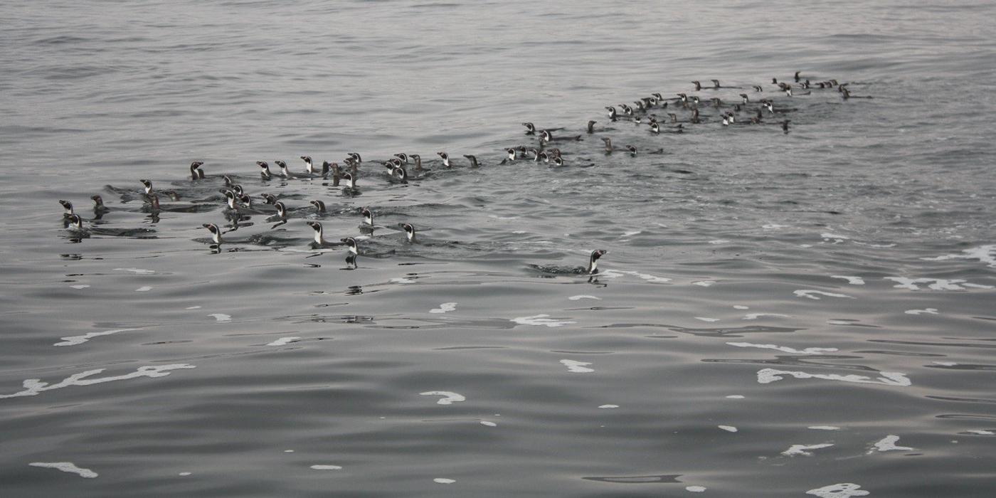 penguins swimming in a large flock near breakwater