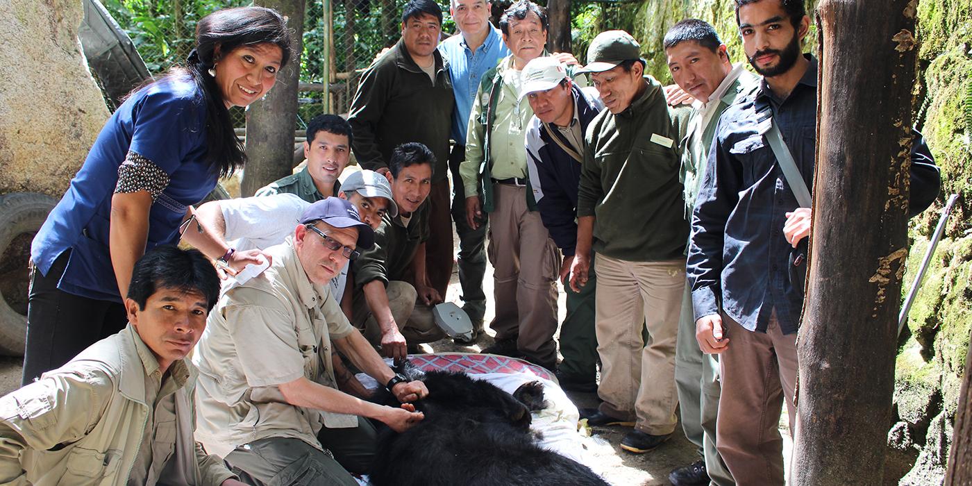 veterinary procedure on Andean bear with group