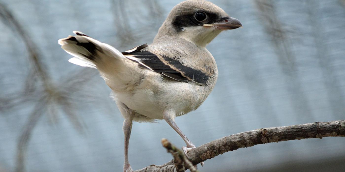 Shrike fledgling perched. Its black mask, wings, and tail are evident. The remainder of its plumage is a pale gray and white.