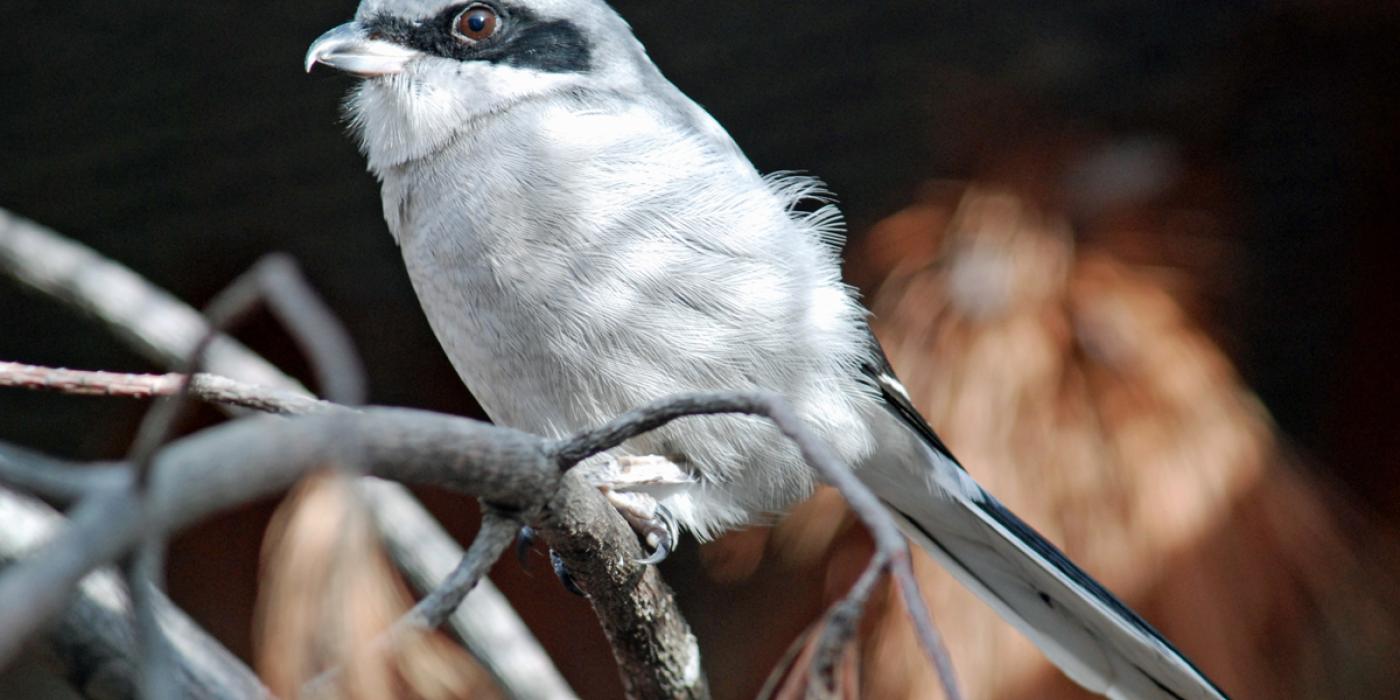 Small bird with long tail, short hooked beak and black mask