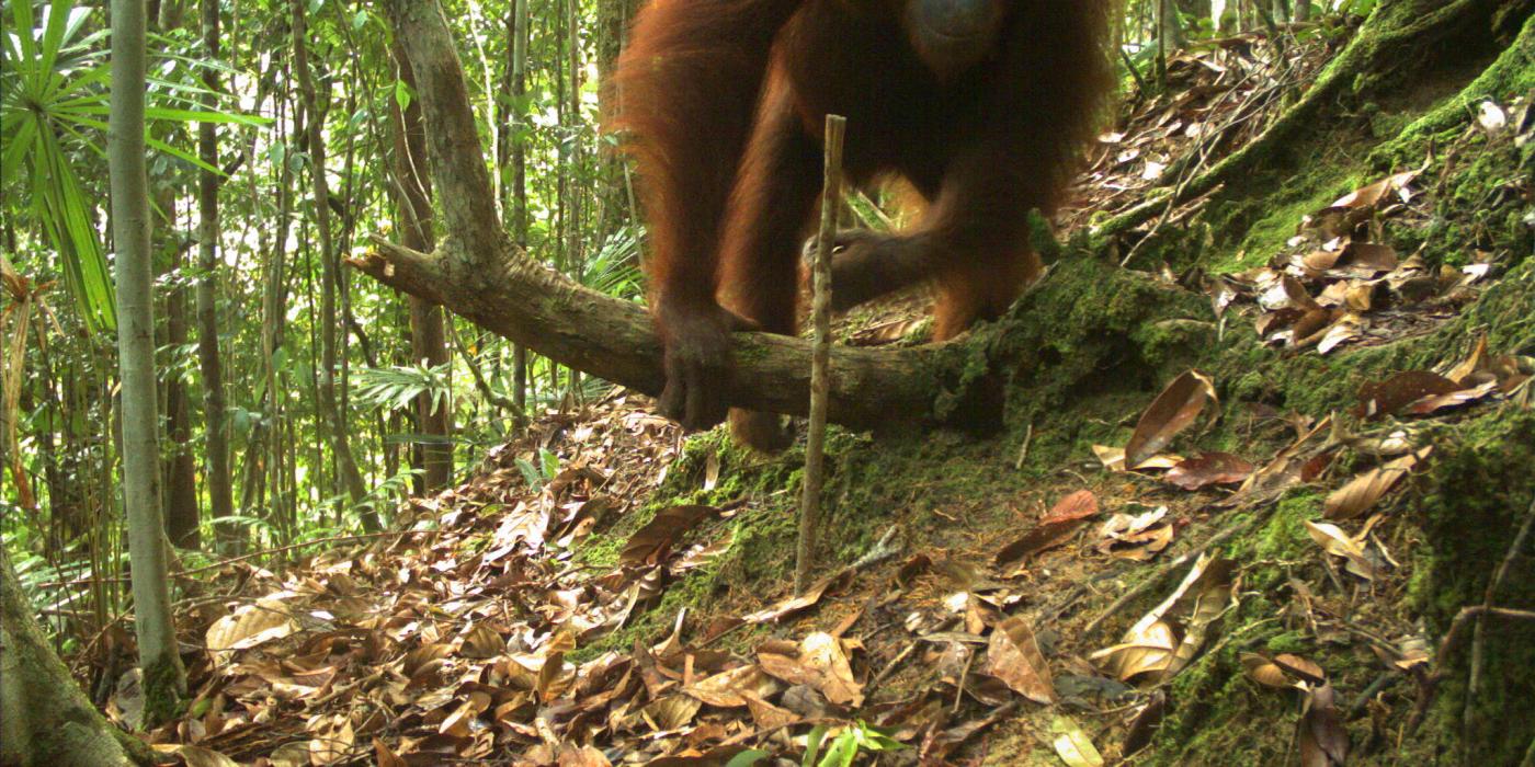 A camera trap photo of an orangutan moving across a forest floor in Sarawak, Malaysia (Borneo)