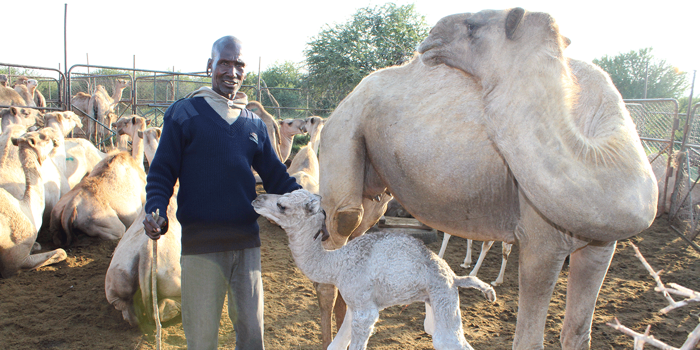 a local herder welcomes a newborn camel calf named “Devin” in honor of Dr. Tunseth