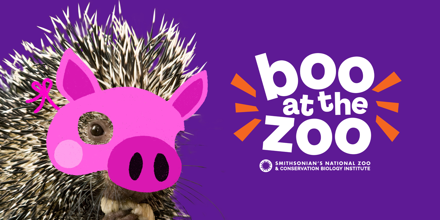 Photo credit: Smithsonian's National Zoo and Conservation Biology Institute A porcupine with an overlaid Halloween-style pig mask appears next to the words "Boo at the Zoo".