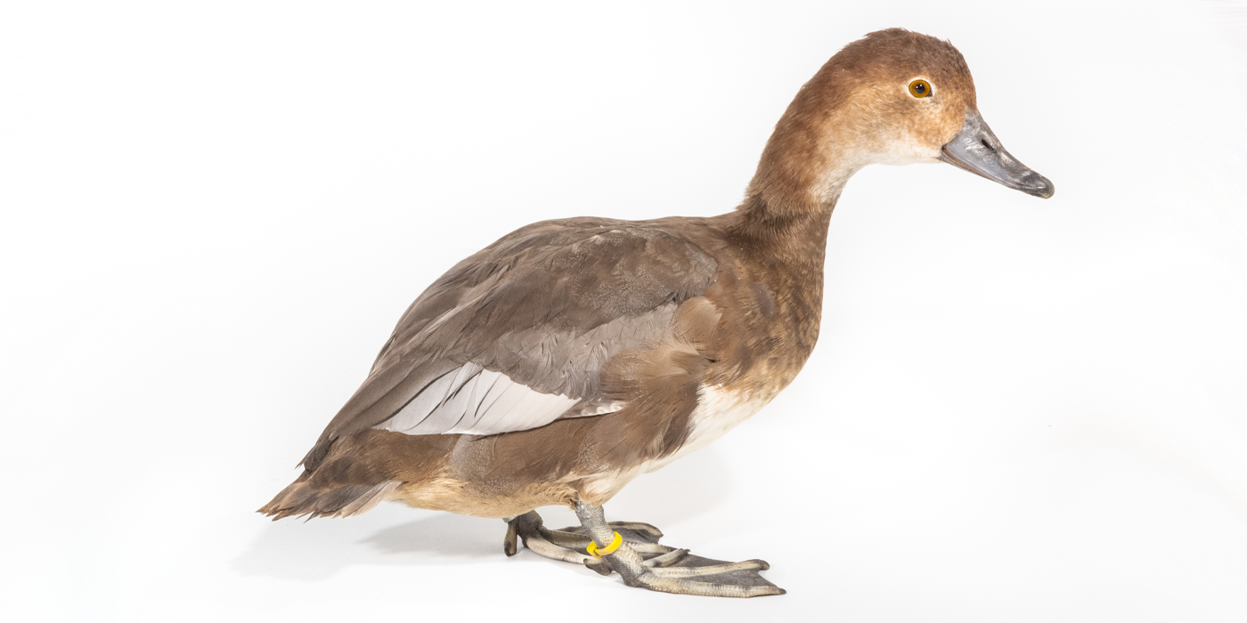 Side profile of a female redhead, a medium-sized duck with different shades of brown plumage all over its body, with a splash of white along its wings..