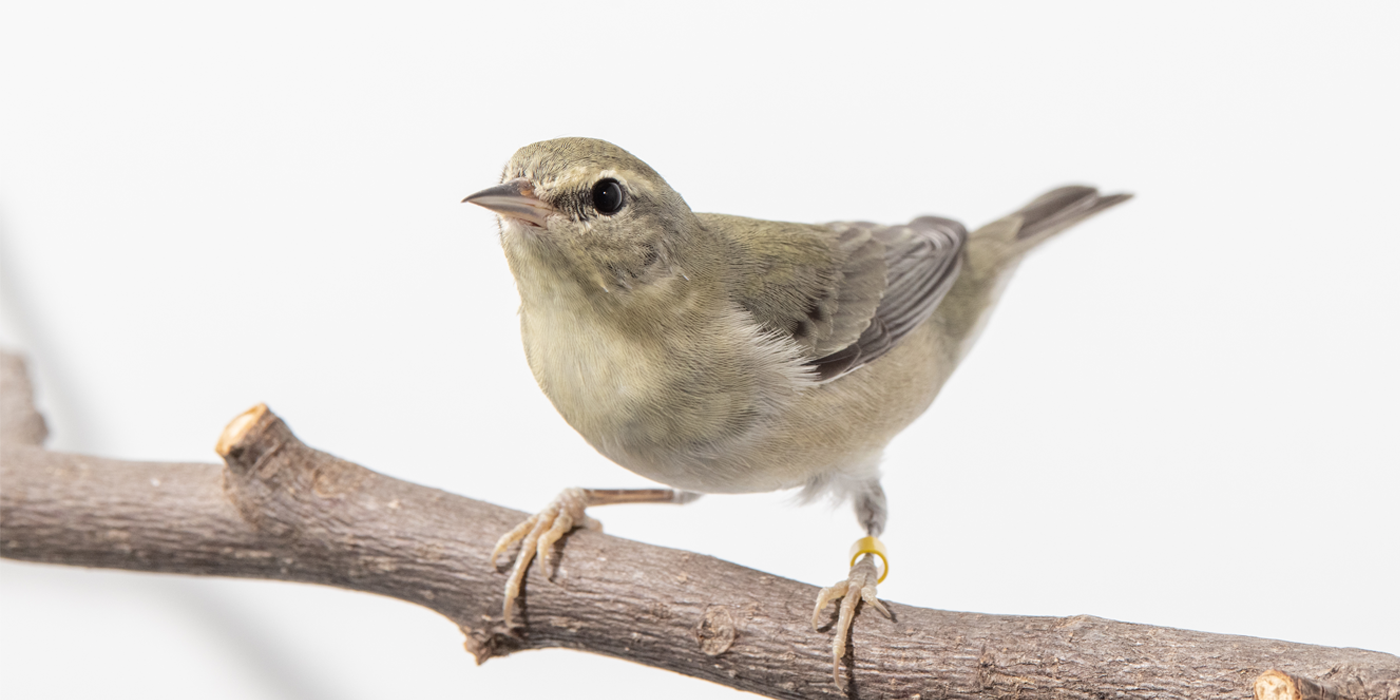 Front-side profile of a female Tennessee warbler, a small songbird with greenish-gray plumage.