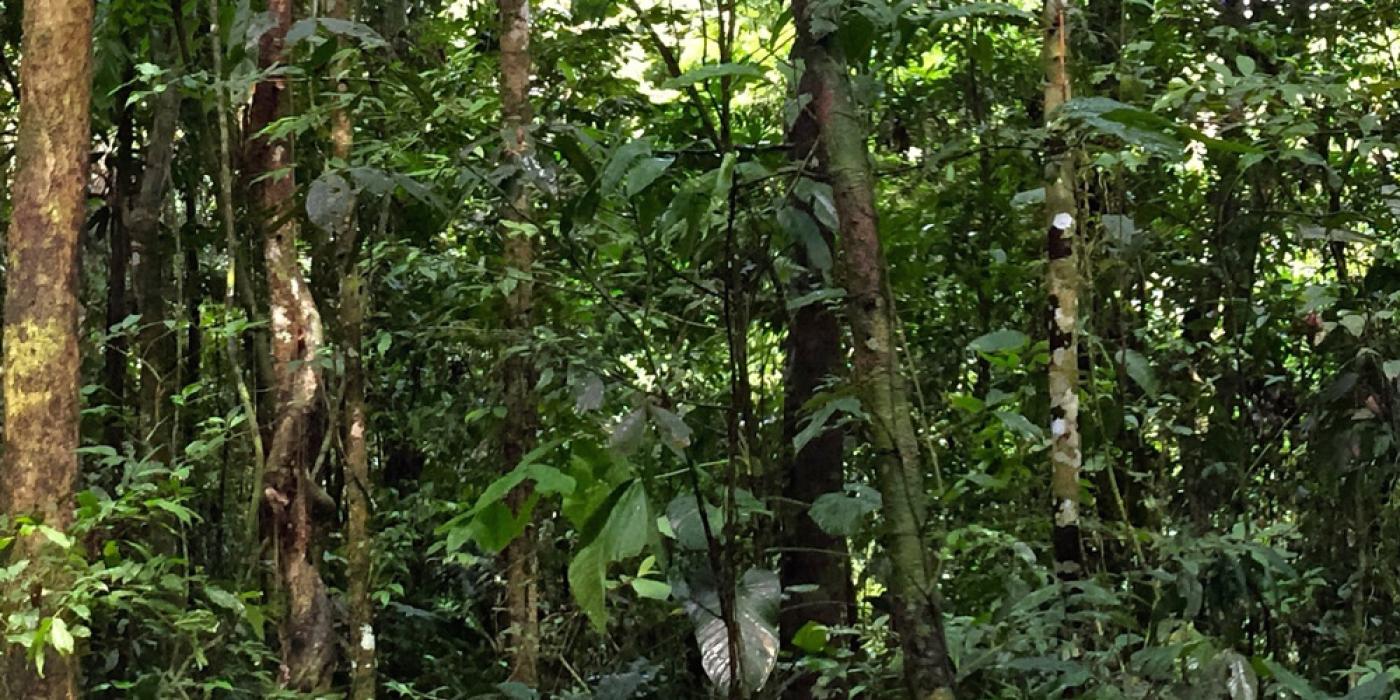 A bird friendly coffee farm with layers of leafy plants and trees