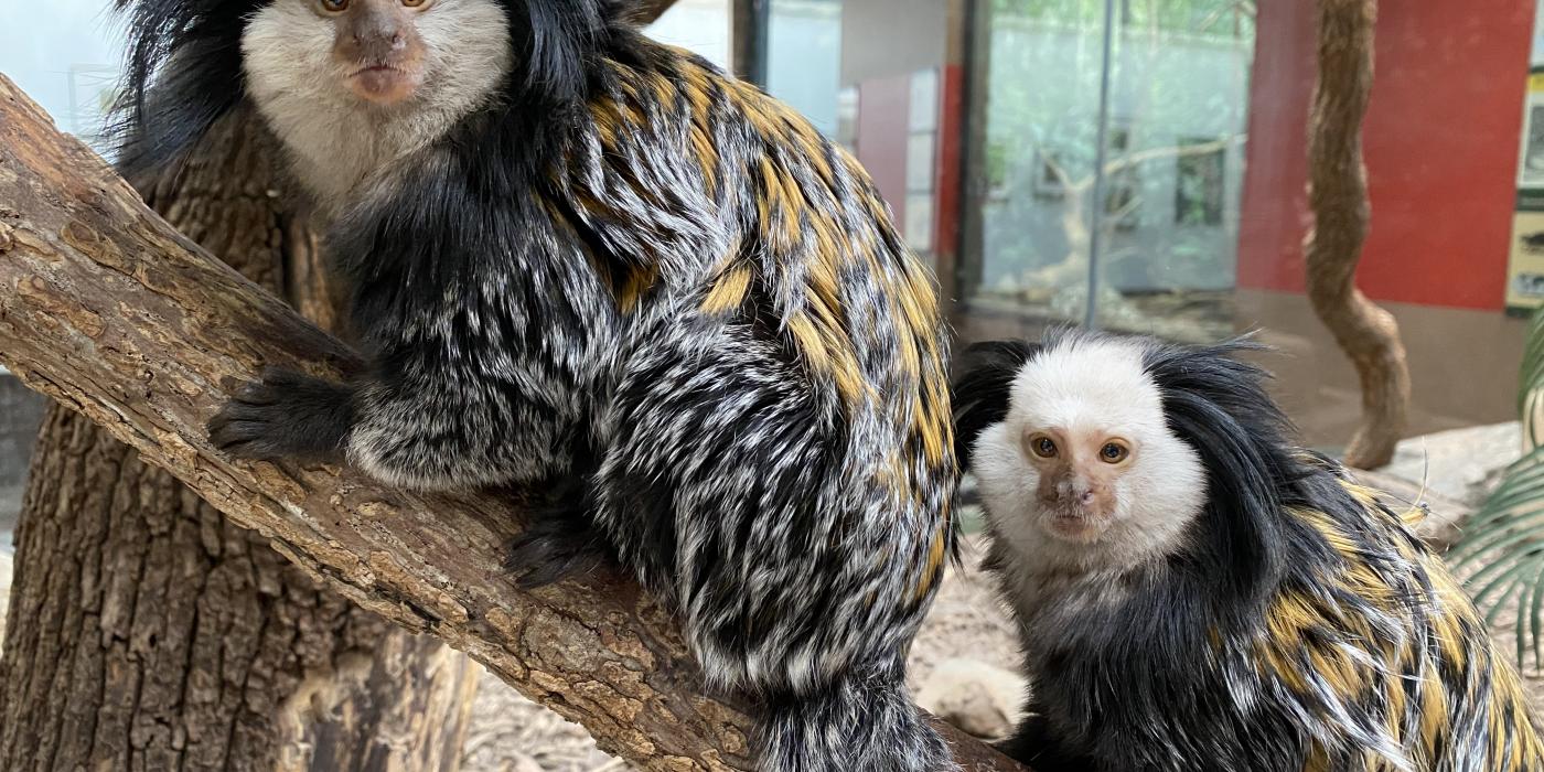 Geoffroy's marmosets Edwin (left) and Lilo (right) rest on a tree branch in their habitat. Geoffroy's marmosets Edwin (left) and Lilo (right) sitting on a branch in their exhibit.