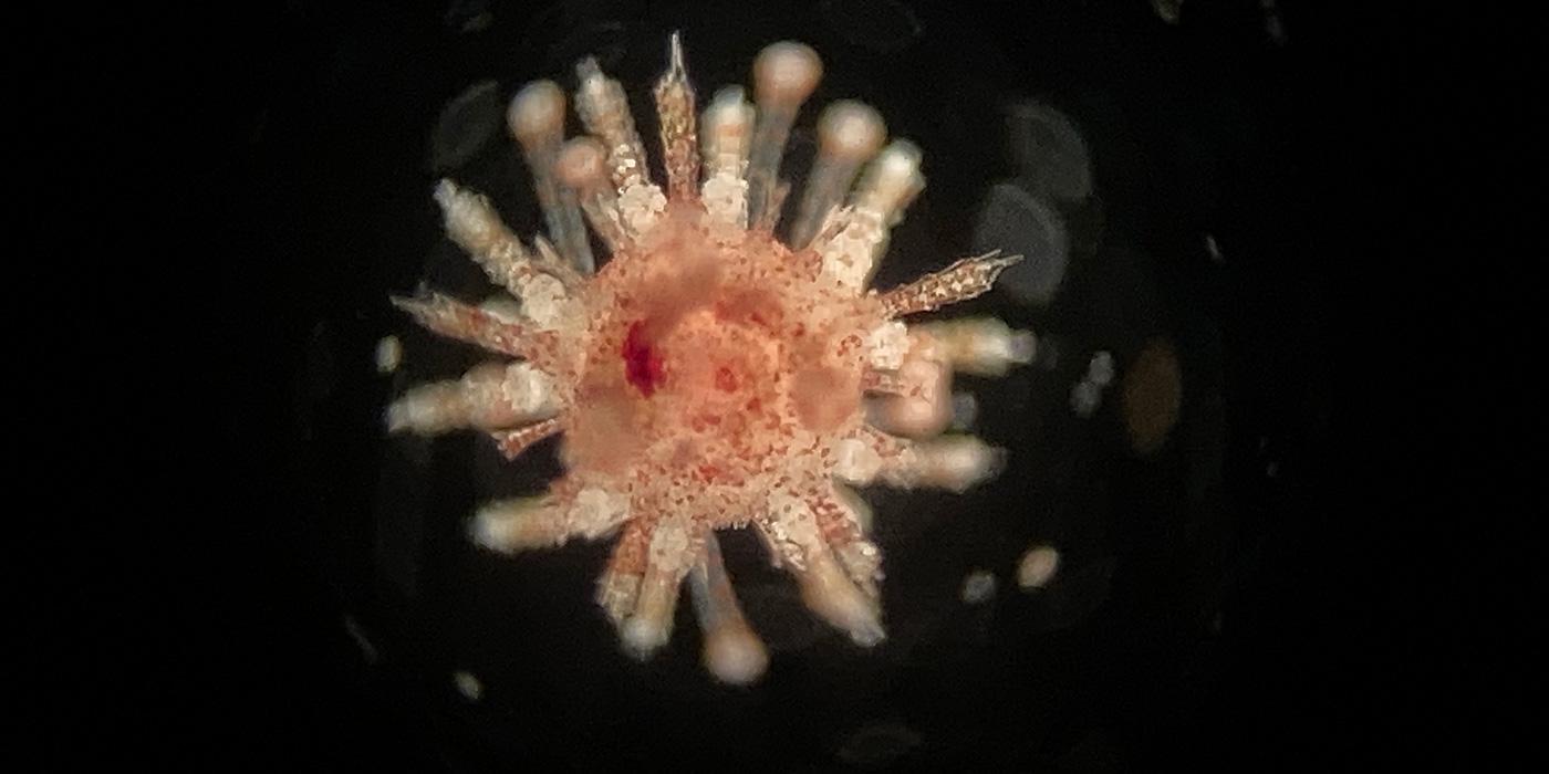 Juvenile sea urchin against a black background. It has light, mottled coloration and short spines jutting out from its spherical center.