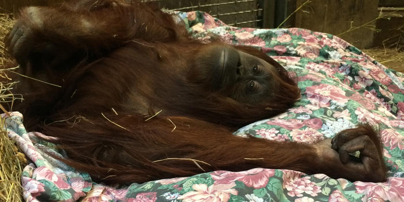 Orangutan Iris in a nest