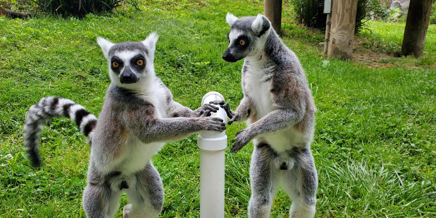 Ring-tailed lemurs Tom Petty (left) and Birch hold onto a PVC "t-stand" in their outdoor yard.