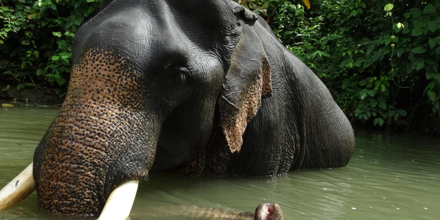 Asian elephant in the water in Myanmar