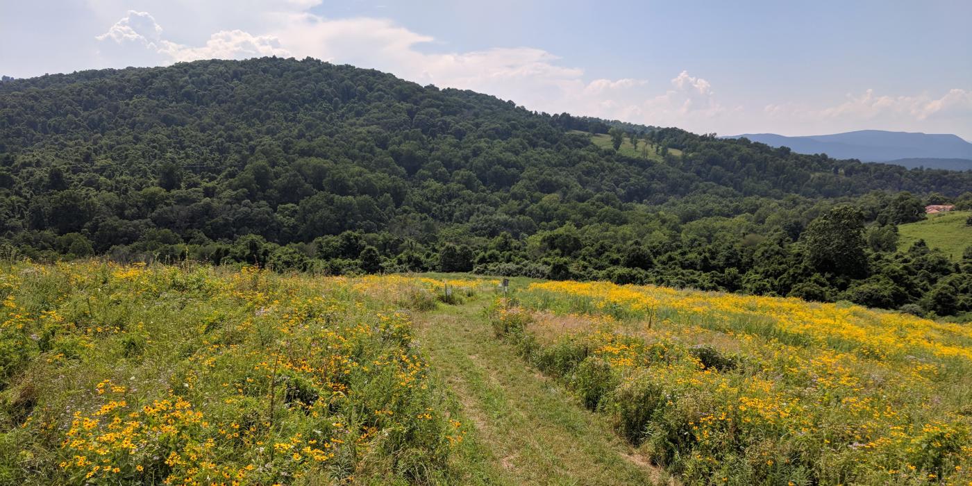 Virginia Working Landscapes at the Smithsonian Conservation Biology Institute's Racetrack Hill. 