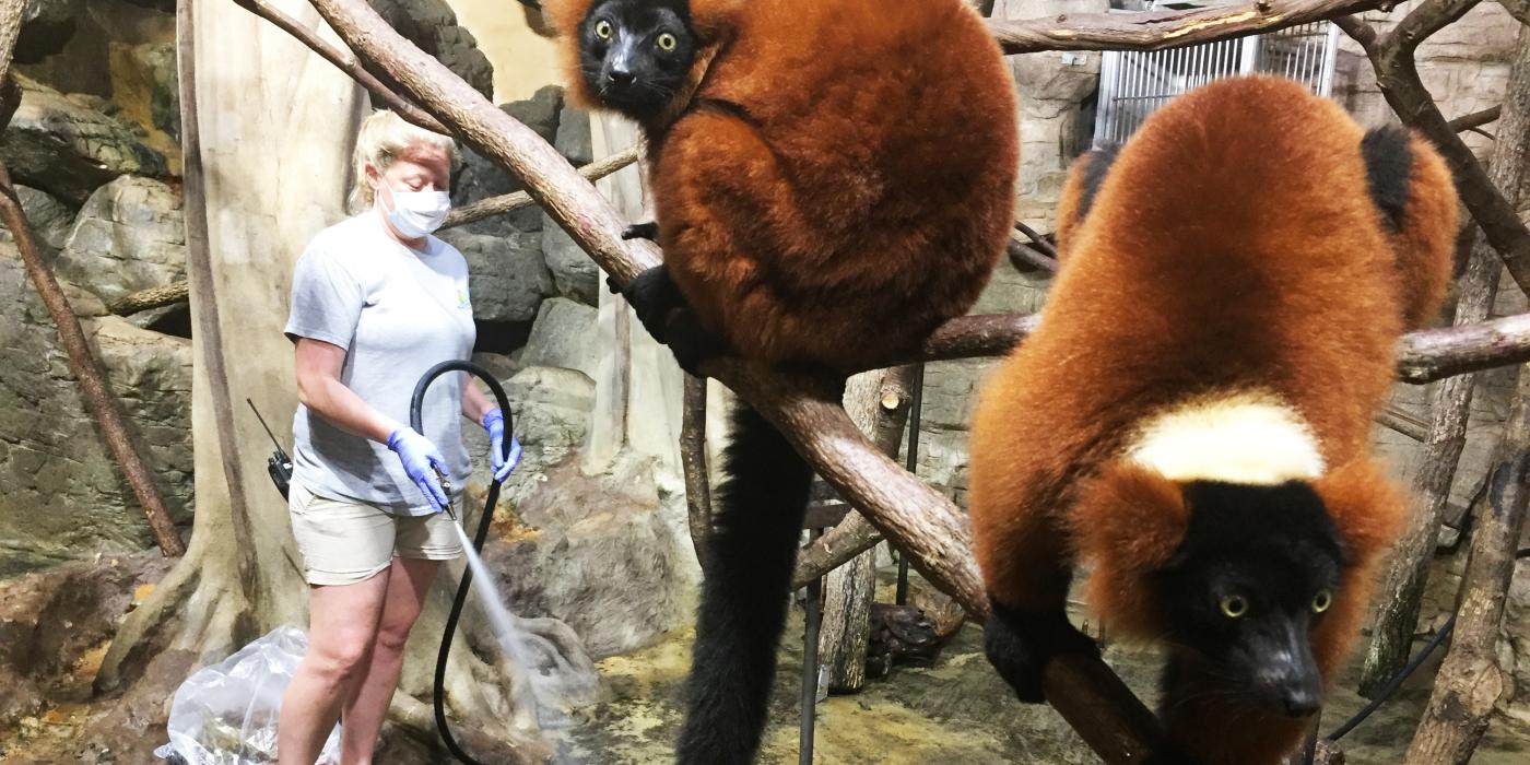 Small Mammal House keepers clean the lemur exhibit.