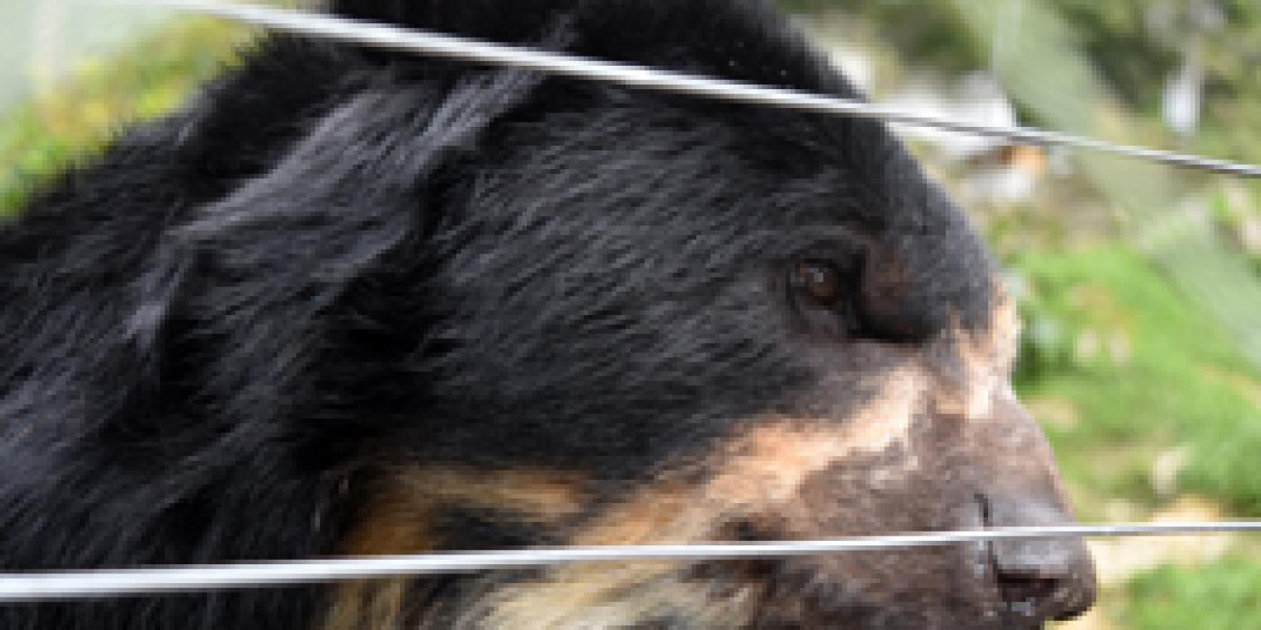 Andean Bear in Peru