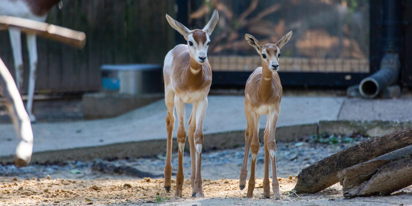 Dama gazelle calves Gustav (left) and Amaya (right) explore their habitat at the Cheetah Conservation Station.