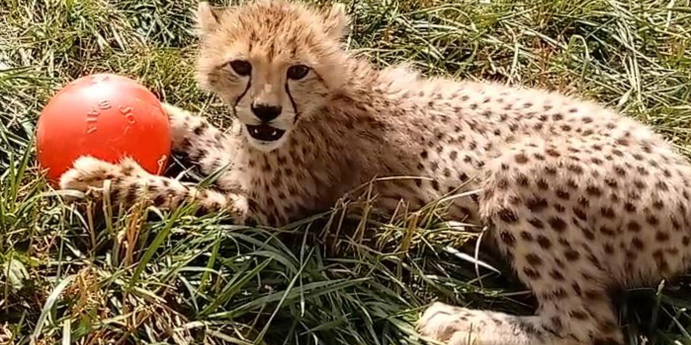 A cheetah cub laying in the grass with a red ball