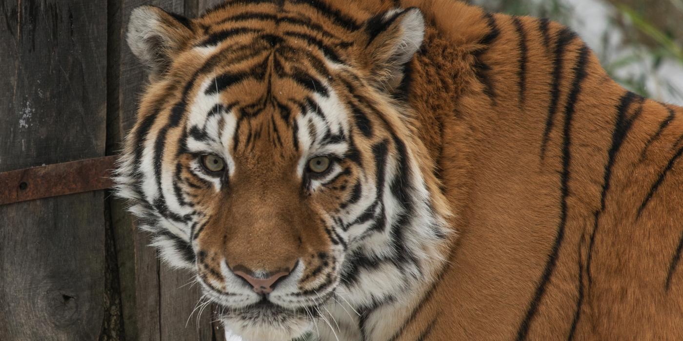 Amur tiger