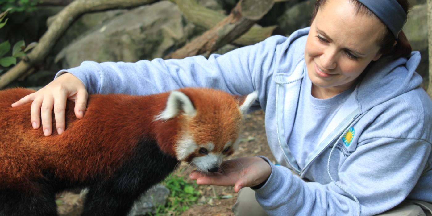 Red Panda