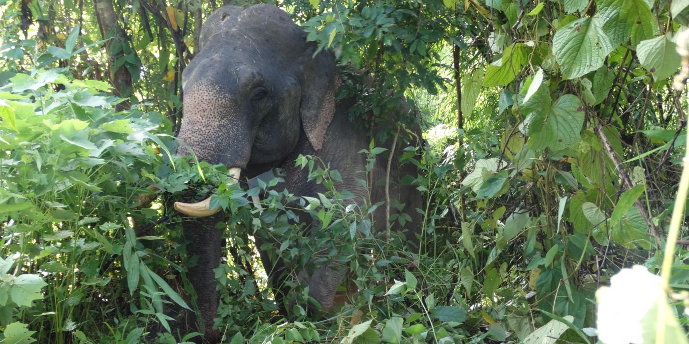 Asian elephant in a forested area of Myanmar
