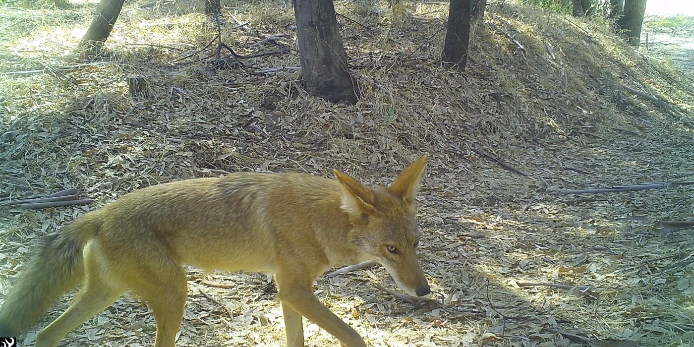 This coyote was seen on candid camera in California. 