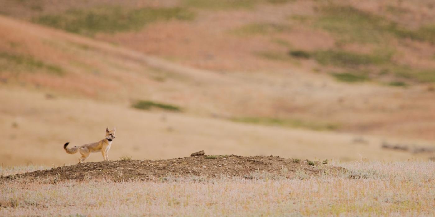A swift fox with a small body, bushy tail and tall, pointed ears stands on a mound of dirt on an open prairie. The fox is wearing a lightweight GPS collar around its neck.