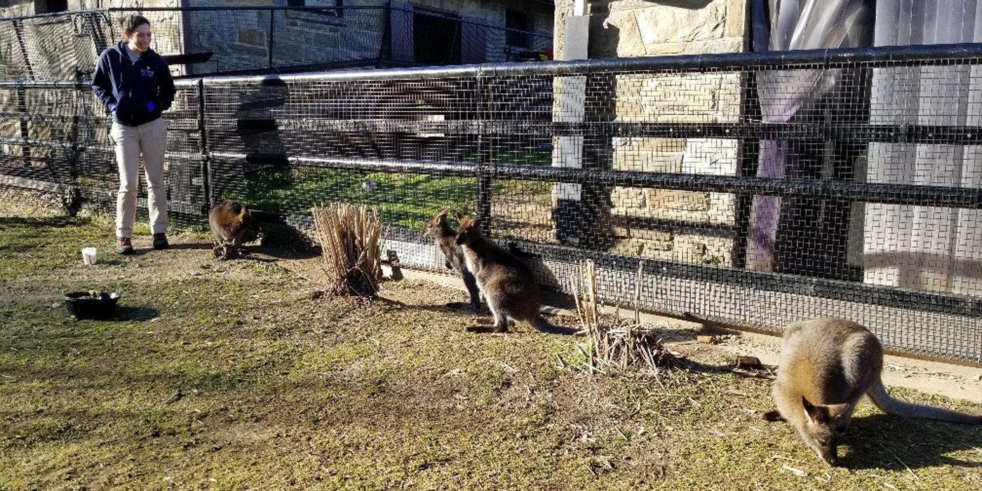 Small Mammal House Keeper stands next to the Zoo's four wallabies in their yard.