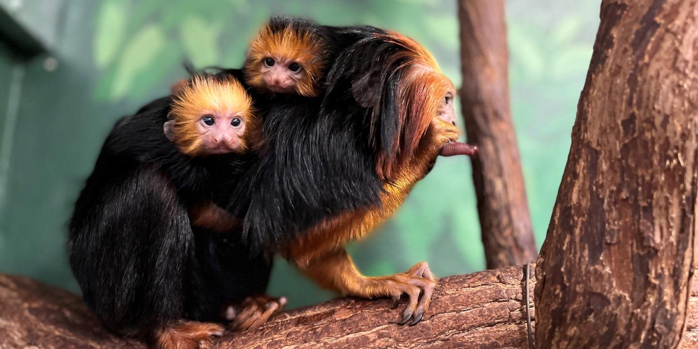 Newborn golden-headed lion tamarin twins cling to father Coco's back.