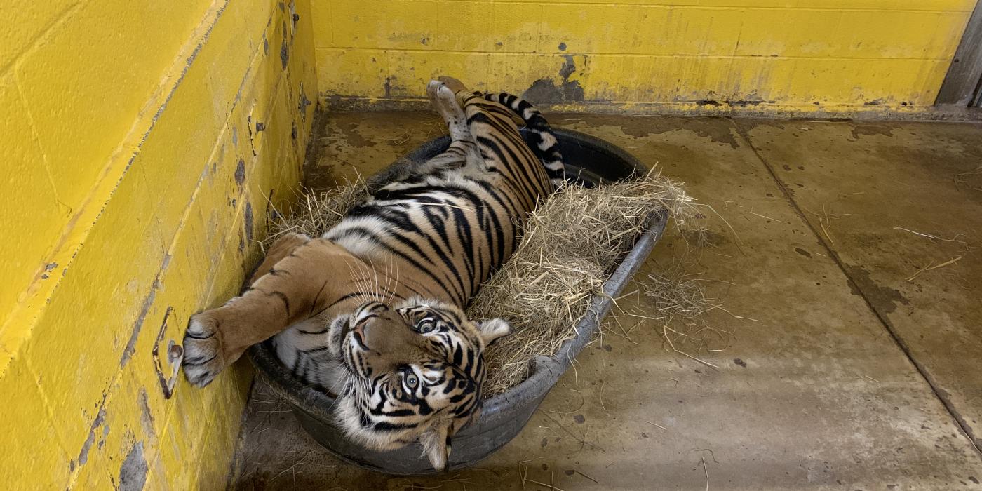 A tiger rolls around in a tub with hay. Keepers sometimes put scent enrichment in these tubs too.