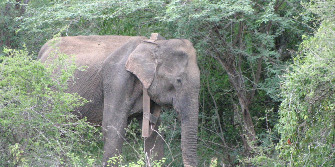 An elephant in Myanmar wearing a satellite-GPS collar as part of a Smithsonian Conservation Biology Institute study tracking elephant movements to mitigate human-elephant conflict. An Asian elephant wearing a GPS satellite collar in a forest in Myanmar