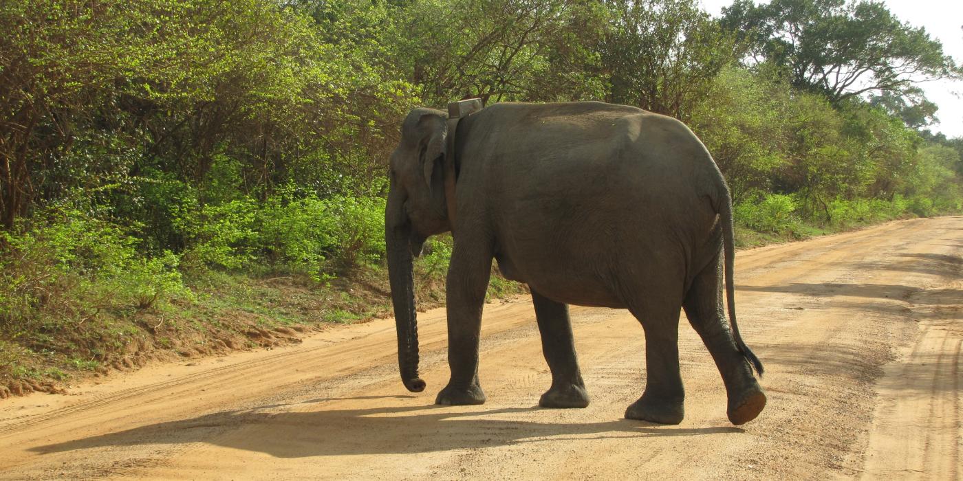 An Asian elephant crossing an unpaved road in Myanmar