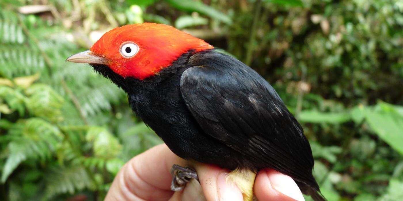 Manakin