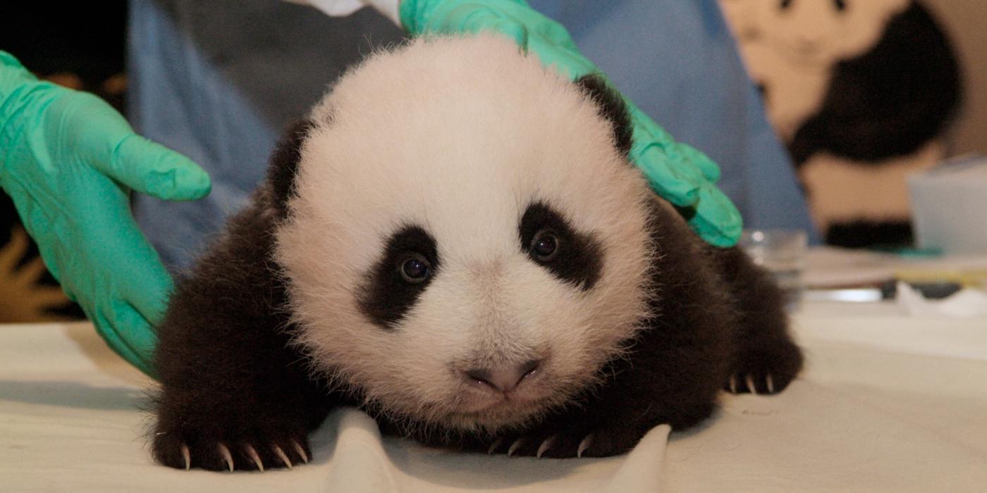 Giant panda cub Tai Shan cralws on a table during a veterinary exam