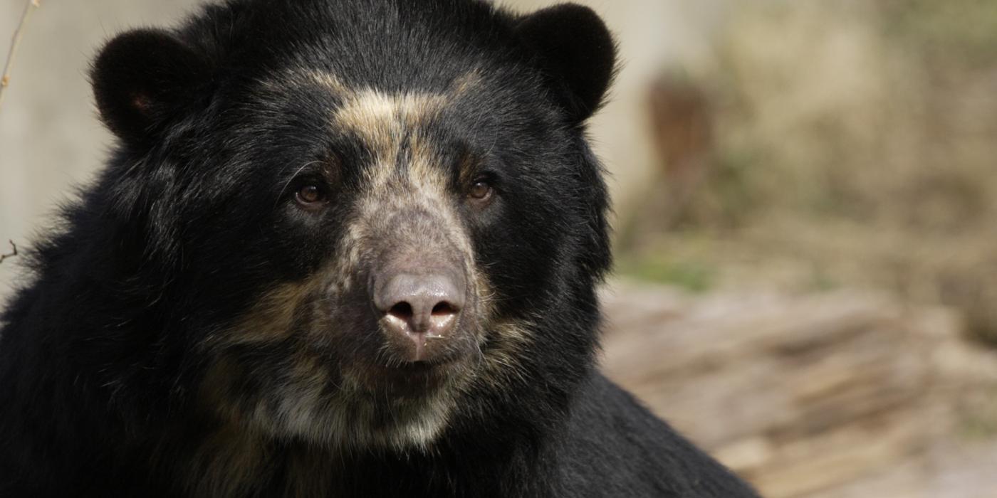 Andean Bear Billie Jean