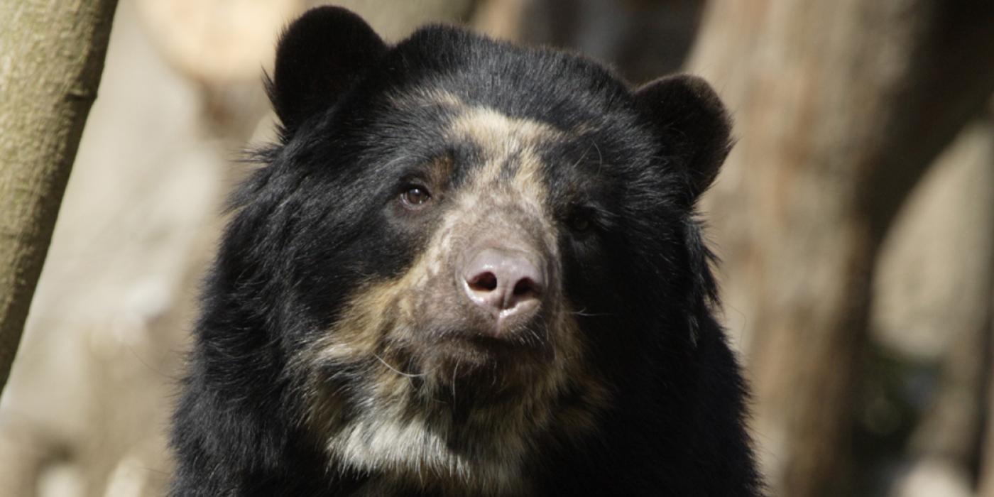 Andean bear Billie Jean