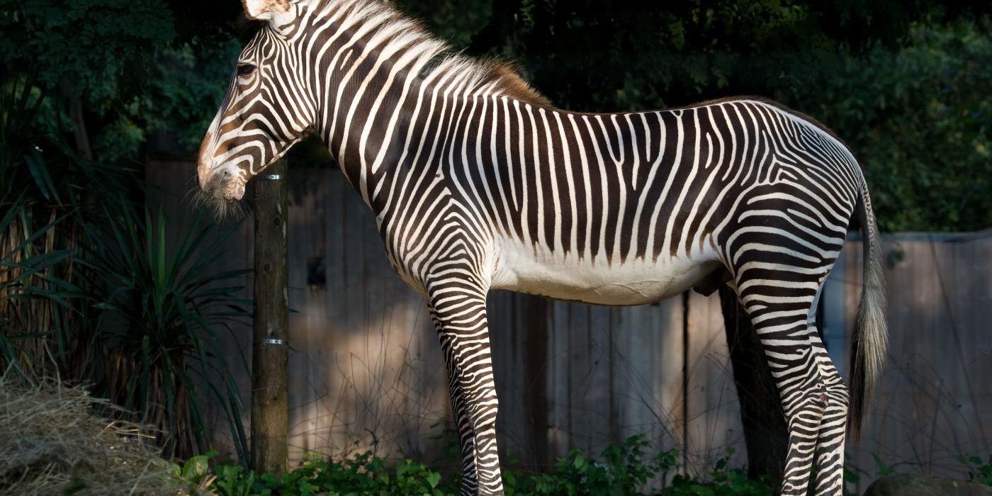 International Black and White Stripes Day