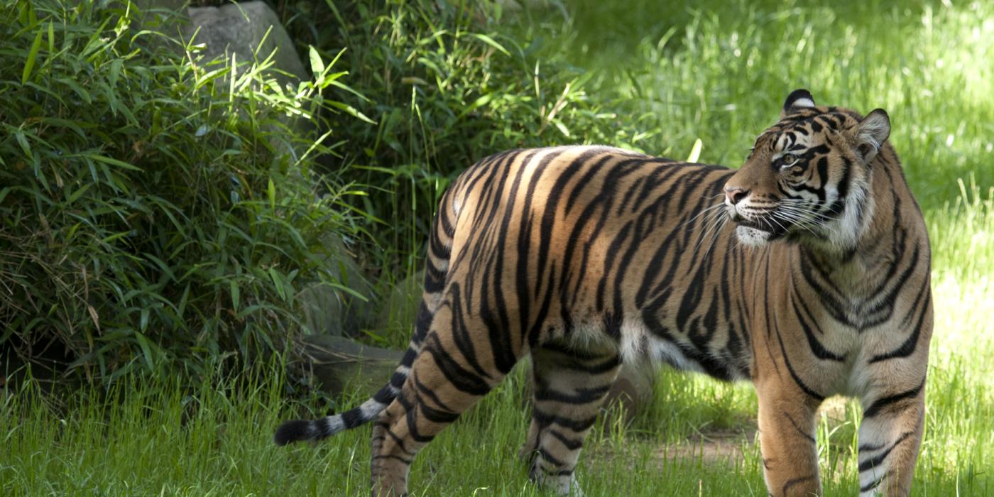 Sumatran Tiger Keeper Update | Smithsonian's National Zoo and ...