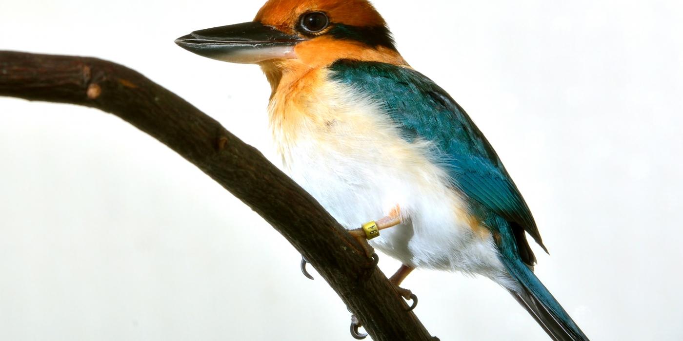 A small Guam kingfisher bird with a wide, large bill and colorful feathers perched on a branch