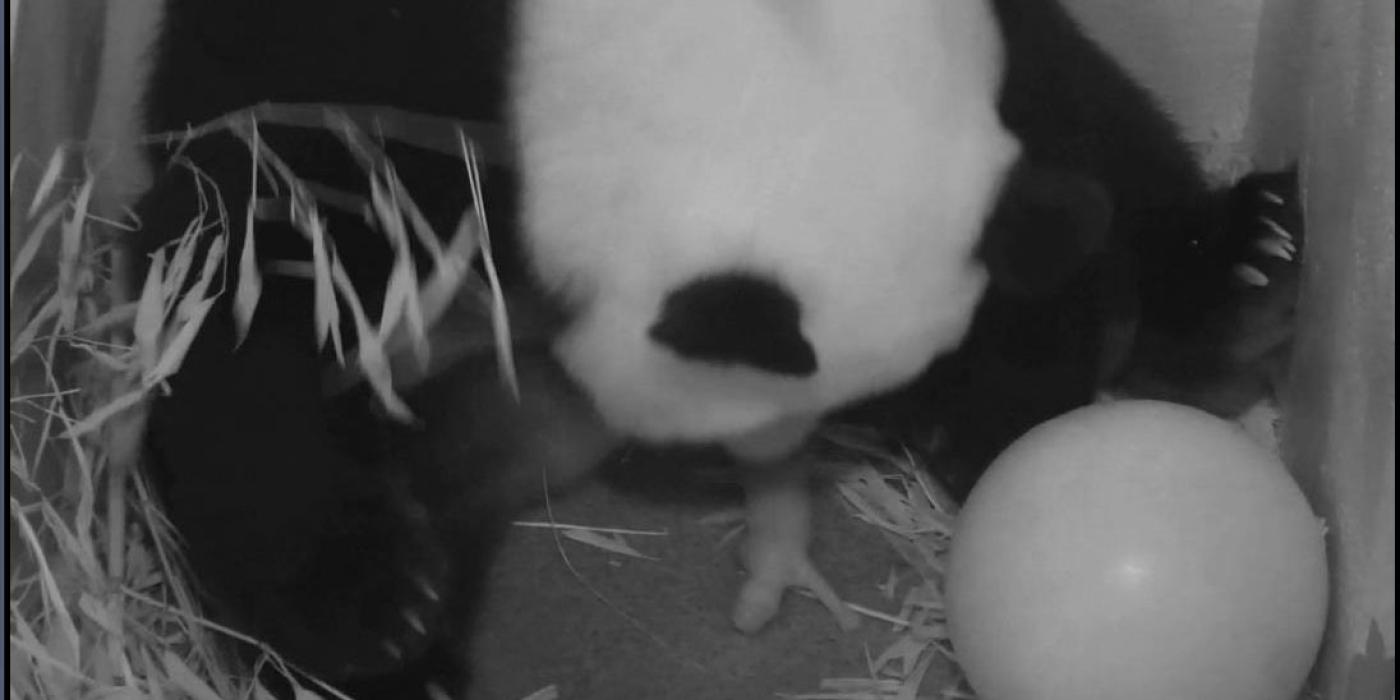 Bao Bao's birth