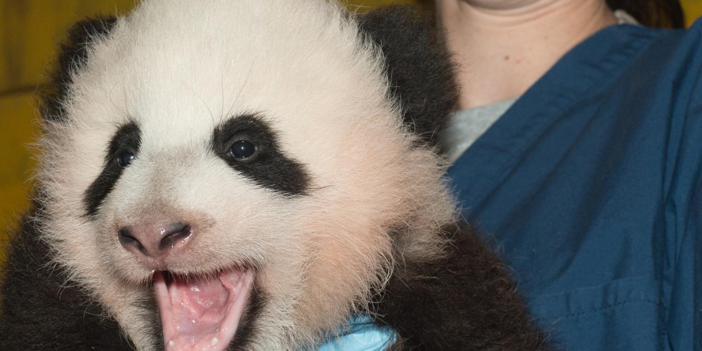 Keepers' Favorite Memories of Bao Bao | Smithsonian's Keepers' Favorite Memories of Bao Bao | Smithsonian's