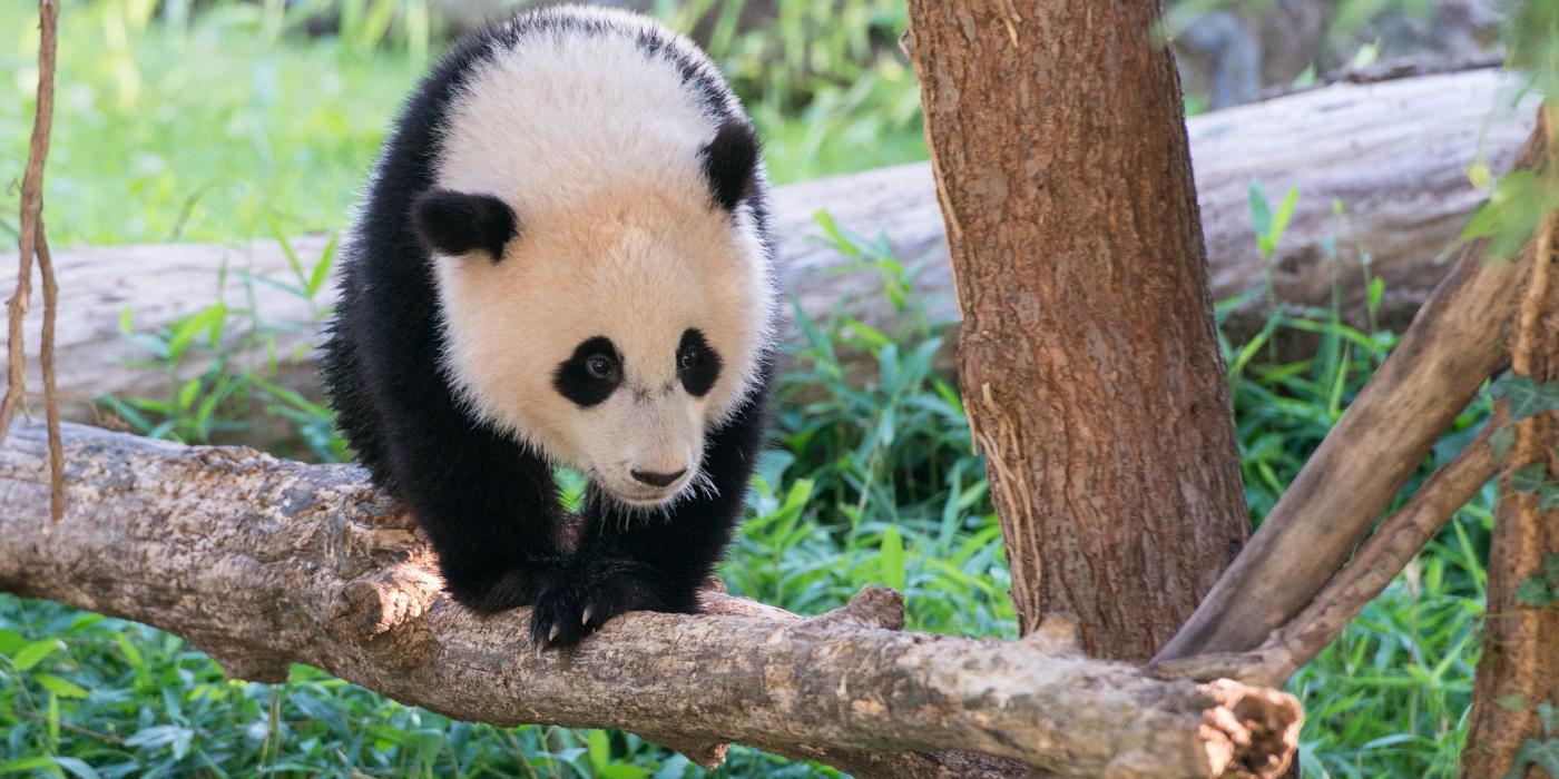 As a cub, Bao Bao seemed to enjoy climbing the trees in her enclosure.