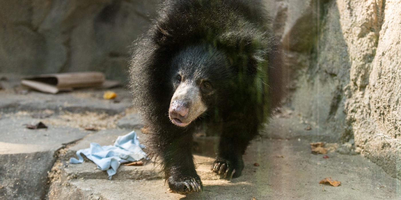 Sloth bear Remi explores her habitat on Asia Trail.