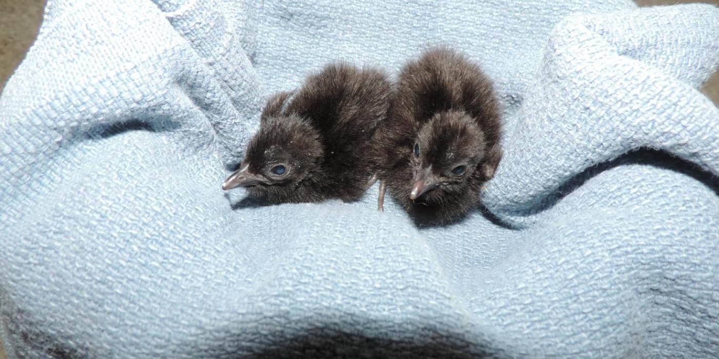 Guam Rail Chicks