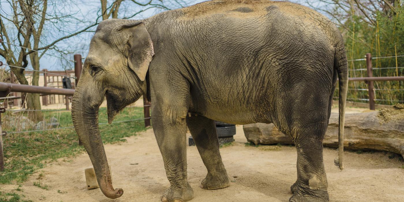 Asian elephant Swarna at the Elephant Trails exhibit.