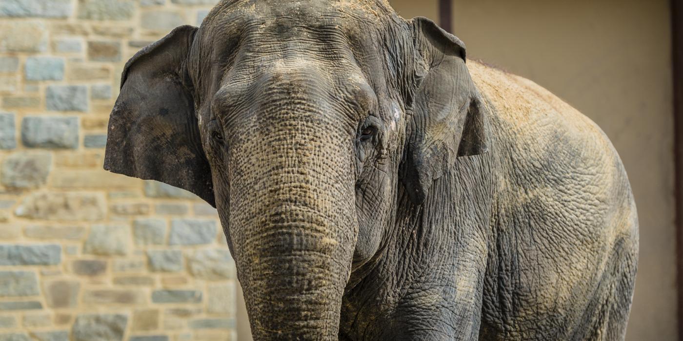 Asian elephant Shanthi at the Smithsonian's National Zoo. 