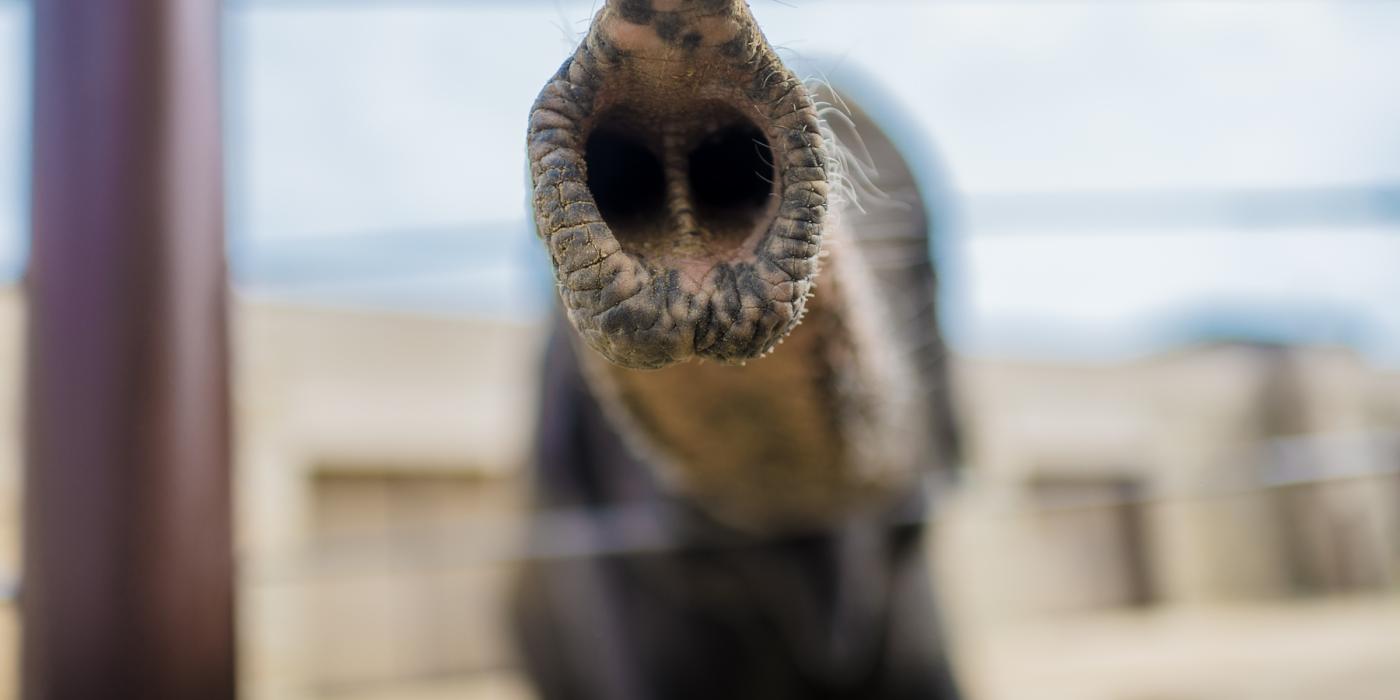 Close-up of the tip of an elephant's trunk. 