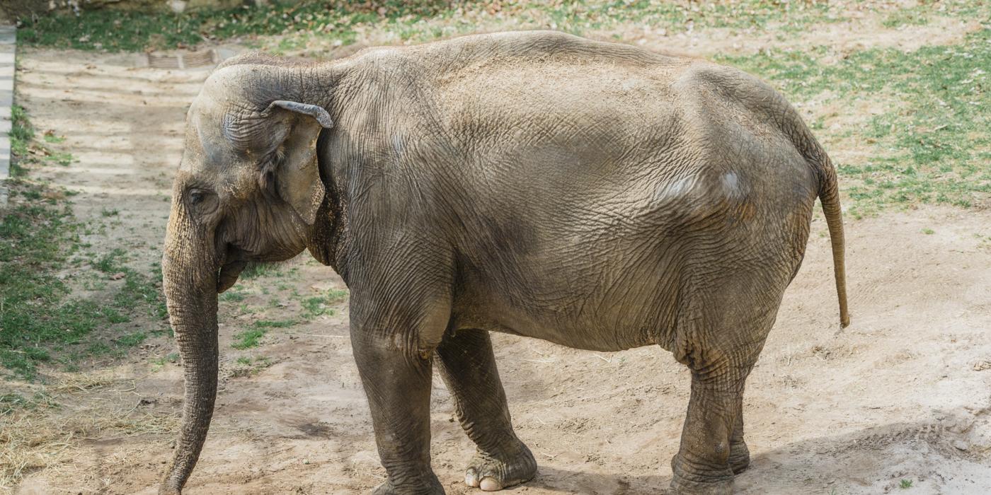 Asian elephant Kamala explores her habitat.