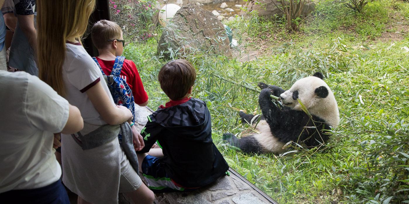 Bao Bao eats bamboo at the Smithsonian's National Zoo. 