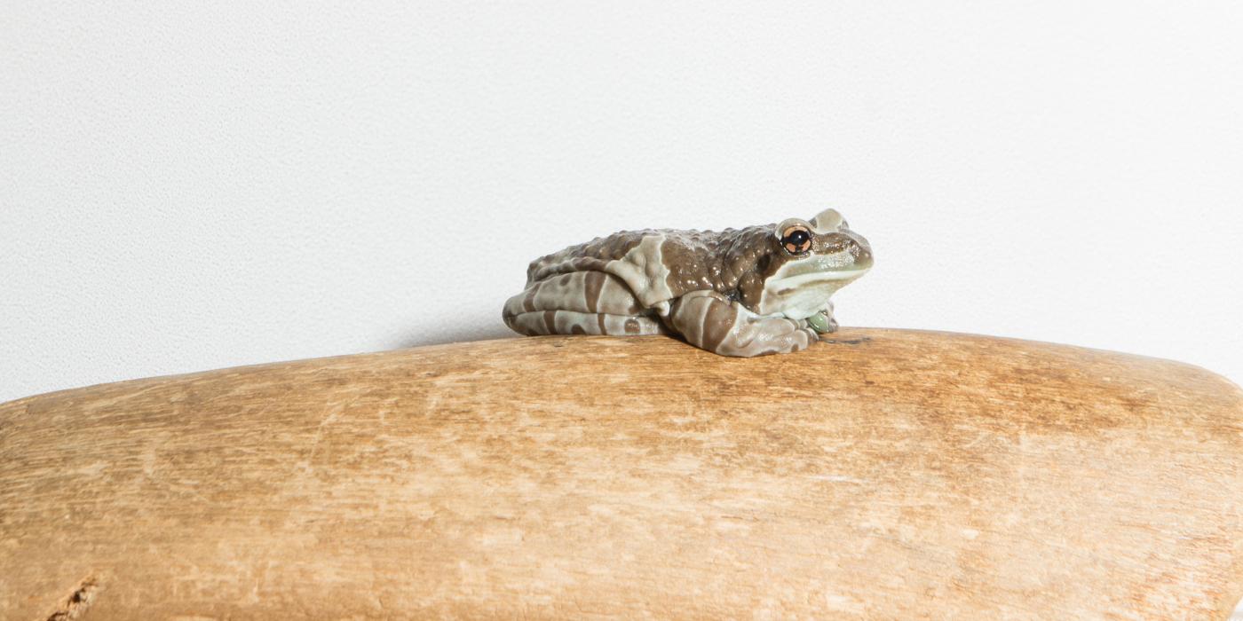 Amazon milk frog